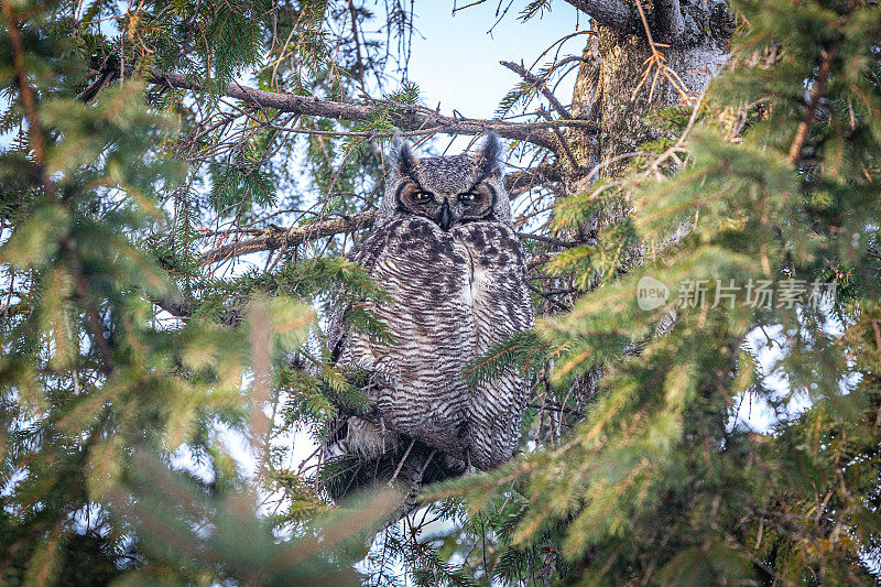 美国大公(Bubo virginianus)，大角猫头鹰，美国buho。